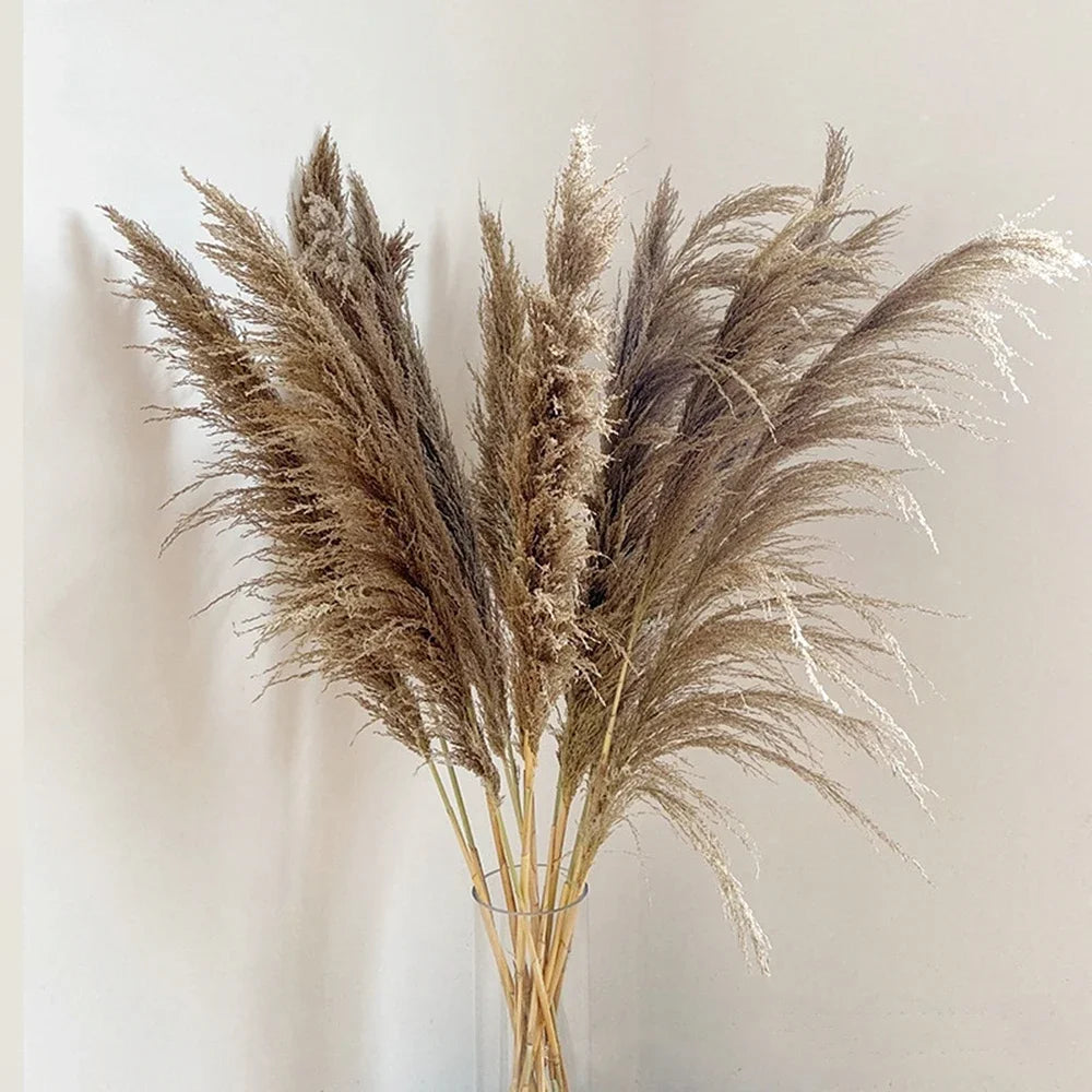 110 - 120cm Large Dried Pampas Grass Plume,Fluffy,Wholesale Boho Home Decor,Natural Real Flower,Wedding Decor,Garden Decoration